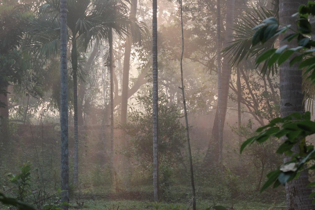 Dudhsagar Plantation Villa Cormonem Esterno foto