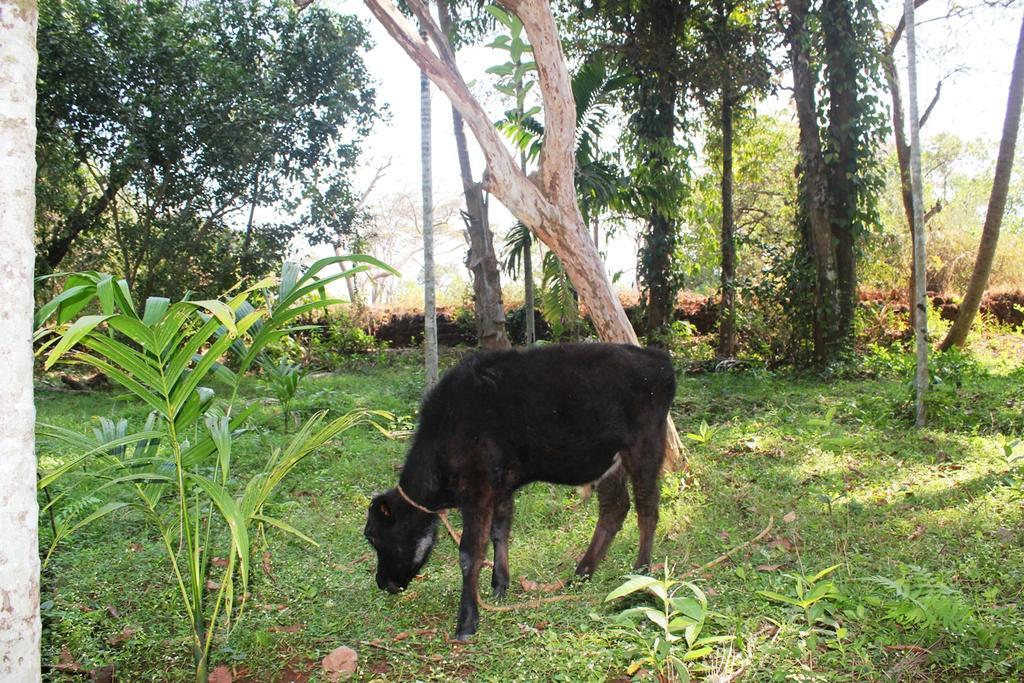 Dudhsagar Plantation Villa Cormonem Esterno foto